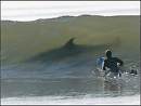 requin
